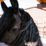 Vista de cerca del hocico del caballo sobre fondo borroso en el zoológico