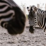 Close up view of two zebras grazing on ground in corral at zoo