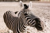 Detailní záběr záběr Zebra pasoucí se na zem v ohradě v zoo