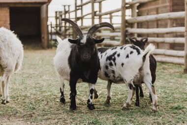 close up view of goats grazing in corral with wooden fence at farm  clipart