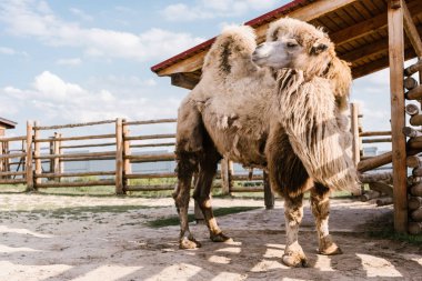 close up view of two humped camel standing in corral at zoo clipart