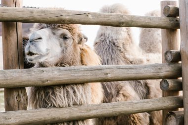 close up shot of two humped camel standing near wooden fence in corral at zoo clipart