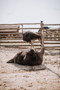 closeup image of two ostriches in front of wooden fence in corral at zoo  clipart
