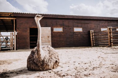 closeup view of ostrich sitting on ground in corral at zoo  clipart