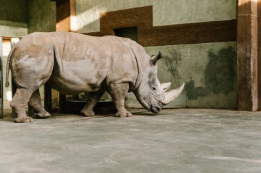 nesli tükenmekte olan beyaz rhino Hayvanat Bahçesi'nde yan görünüm 