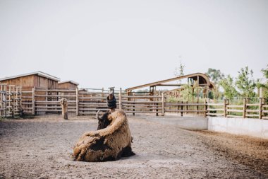 front view of bison laying on ground in corral at zoo  clipart