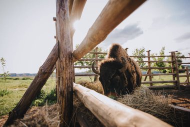 close up view of bison eating dry grass in corral against sunlight at zoo clipart