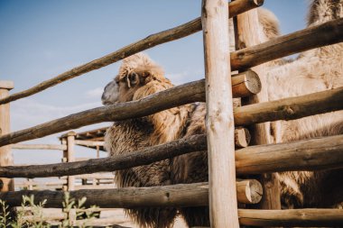 side view of two humped camel standing near wooden fence in corral at zoo clipart