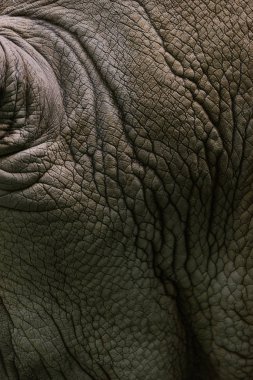 Beyaz rhino deri arka plan tam kare görüntü 