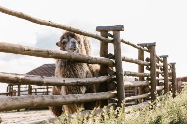 front view of camel standing near wooden fence in corral at zoo clipart