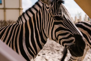 zebra ayakta corral Hayvanat Bahçesi'nde yan görünüm 