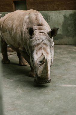nesli tükenmekte olan beyaz rhino Hayvanat Bahçesi'nde closeup çekim 