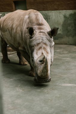 closeup shot of endangered white rhino at zoo  clipart
