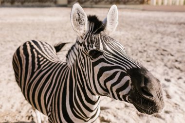 zebra corral Hayvanat Bahçesi'nde toprağa üzerinde otlatma görüntüsünü kapatmak