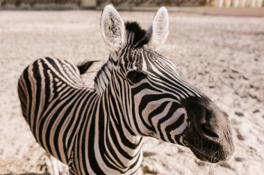 close up shot of zebra grazing on ground in corral at zoo clipart