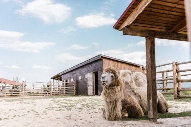 close up view of two humped camel sitting on ground in corral at zoo clipart