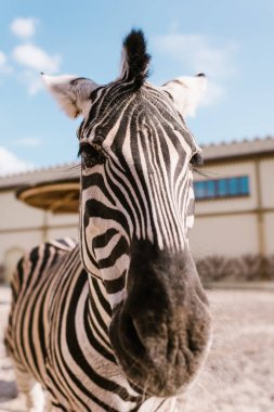 zebra namlu bakış Hayvanat Bahçesi'nde arka plan bulanık üzerinde kapatın