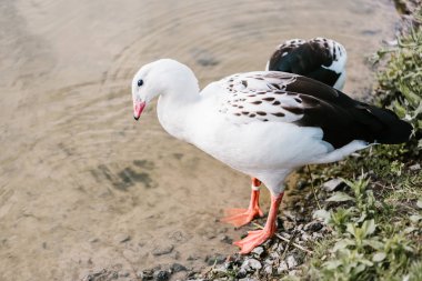 high angle view of andean goose standing on coast near water at zoo clipart