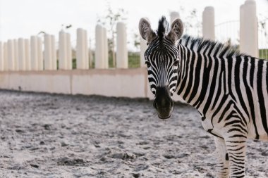 zebra corral Hayvanat Bahçesi'nde toprağa üzerinde otlatma görüntüsünü kapatmak