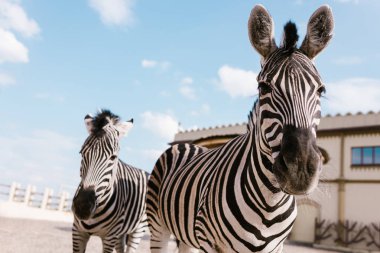 closeup shot of two zebras grazing in corral at zoo  clipart