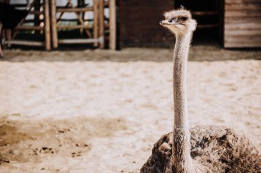 close up shot of ostrich standing in corral under sunlight at zoo clipart