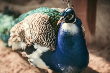 close up view of peacock standing on blurred background at zoo  clipart