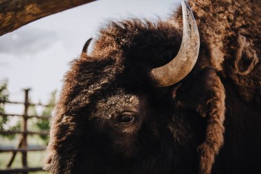 close up view of bison muzzle in corral at zoo  clipart