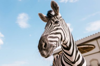zebra namlu Hayvanat Bahçesi'nde mavi bulutlu gökyüzü karşı düşük açılı görünümü 