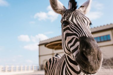 Hayvanat Bahçesi'nde arka plan bulanık zebra ayakta görünümünü kapat 