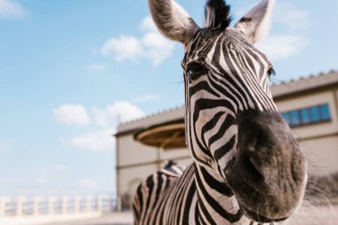 close up view of zebra standing on blurred background at zoo  clipart
