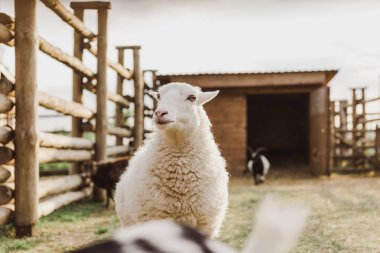 close up view of sheep grazing among goats in corral at farm clipart