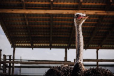 low angle view of ostrich standing against ceiling of corral at zoo clipart