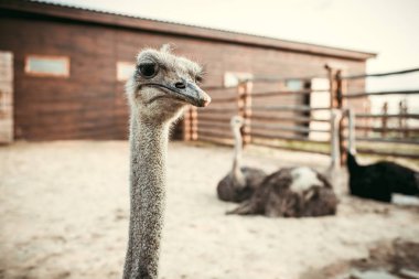 closeup view of ostrich muzzle and other ostriches sitting behind in corral at zoo clipart