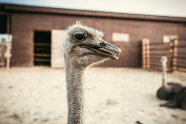 closeup shot of ostrich muzzle on blurred background in corral at zoo clipart