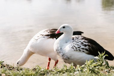 close up view of two andean gooses standing on grassy coast near water at zoo  clipart