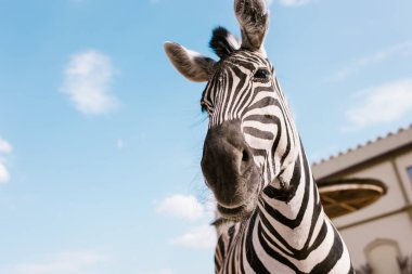 zebra namlu Hayvanat Bahçesi'nde mavi bulutlu gökyüzü karşı düşük açılı görünümü 