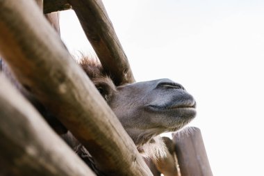 low angle view of camel muzzle near wooden fence at zoo  clipart