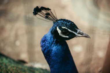 close up shot of peacock standing on blurred background  clipart