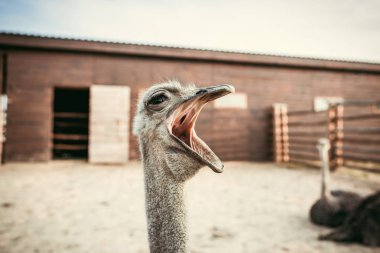 closeup shot of yawning ostrich in corral at zoo  clipart
