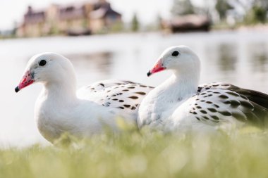 close up view of two andean gooses sitting on grass near water on blurred background  clipart