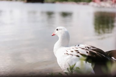 Hayvanat Bahçesi'nde su yüzeye yakın oturan and kaz görünümünü kapat 
