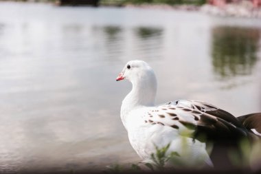 close up view of andean goose sitting near water surface at zoo  clipart