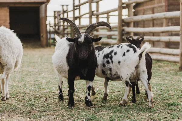 Primer Plano Vista Cabras Pastando Corral Con Valla Madera Granja — Foto de Stock