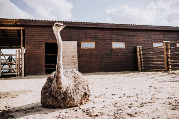 Wyświetlić Zbliżenie Strusia Siedzi Ziemi Corral Zoo — Zdjęcie stockowe