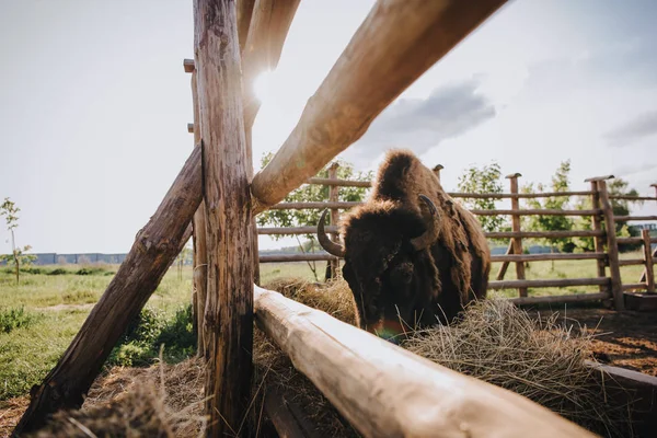 Κλείνω Πάνω Θέα Της Bison Τρώει Ξηρό Χόρτο Στο Μαντρί — Φωτογραφία Αρχείου