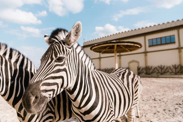 Nahaufnahme Von Zwei Zebras Die Gehege Des Zoos Grasen — kostenloses Stockfoto