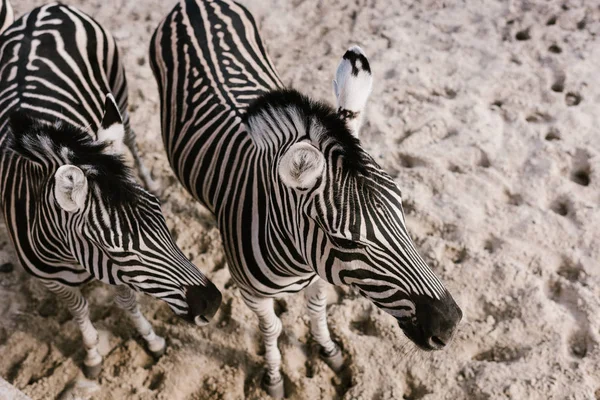 Iki Zebras Yerde Hayvanat Bahçesi Nde Otlatma Yüksek Açılı Görünüş — Ücretsiz Stok Fotoğraf