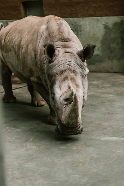 closeup shot of endangered white rhino at zoo 