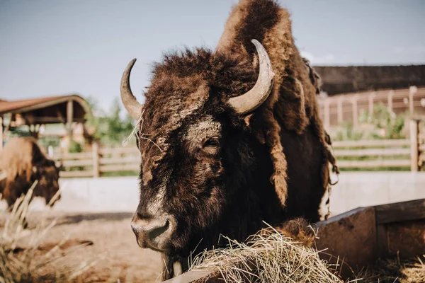 Close View Bison Grazing Corral Zoo — Free Stock Photo