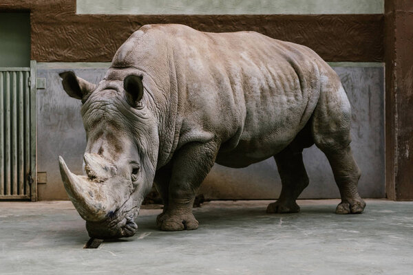 close up shot of endangered white rhino standing at zoo 